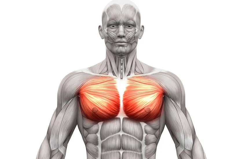 کالبدشناسی ماهیچه‌های سینه