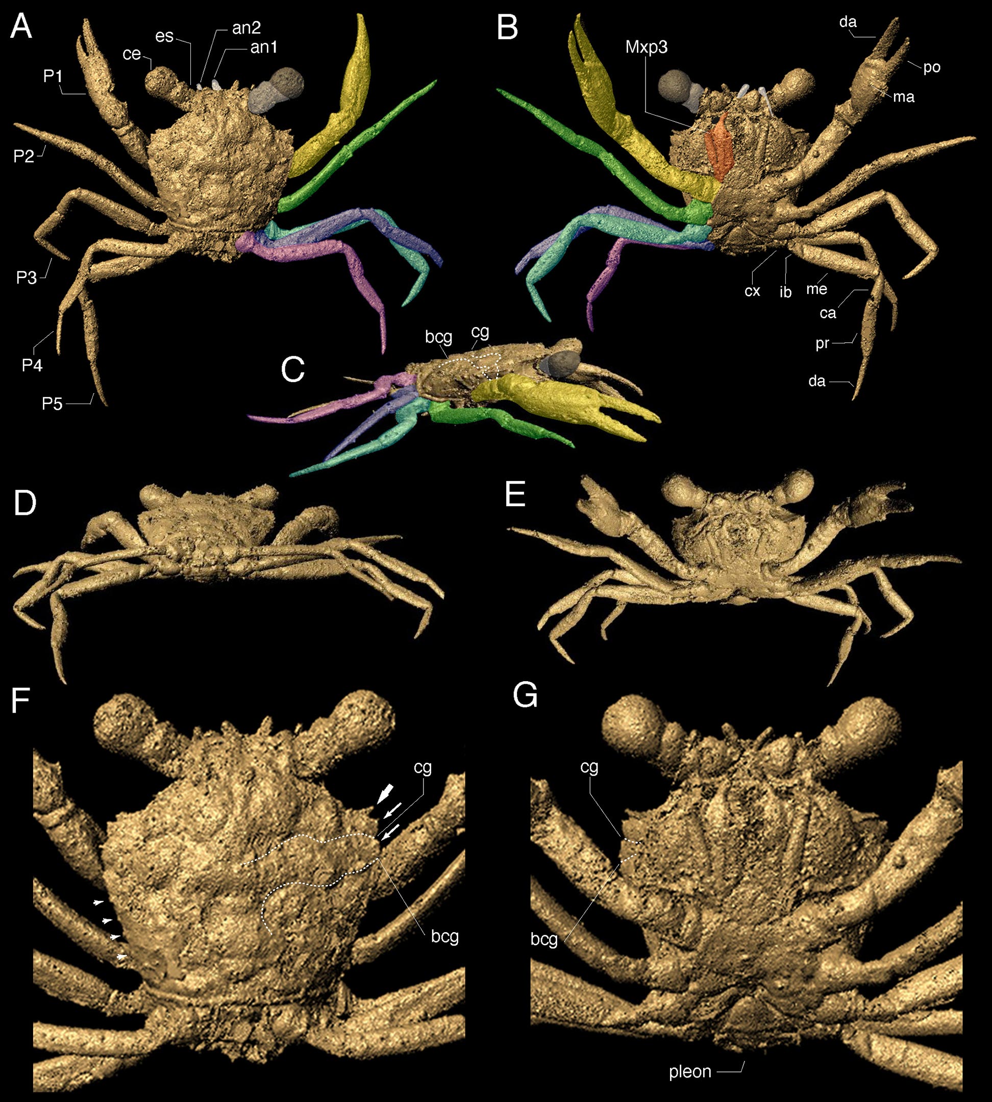 مدل‌سازی رایانه‌ای از نخستین خرچنگ اسیر در کهربا از زمان دایناسورها
