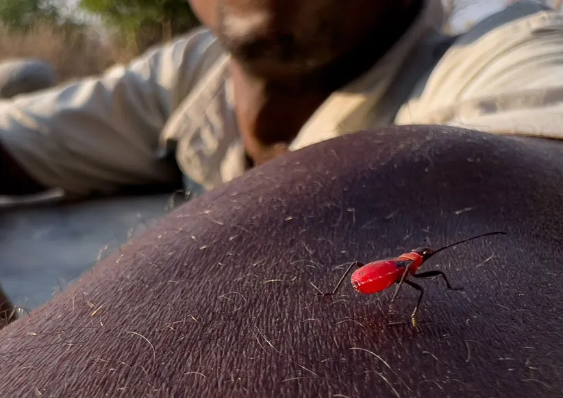 دوربین آیفون 13 پرو