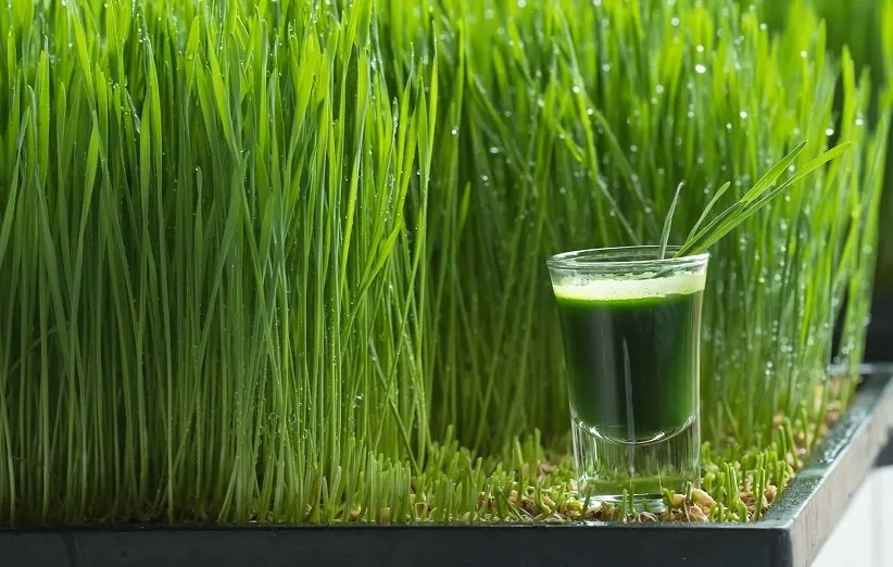 آب علف گندم