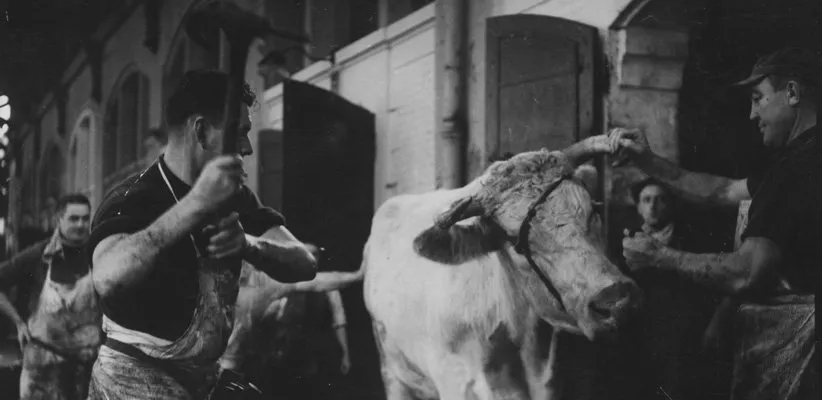 (Blood of the Beasts)