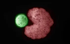 ارگانیسم طراحی شده با هوش مصنوعی و یک سلول بنیادی تولید شده