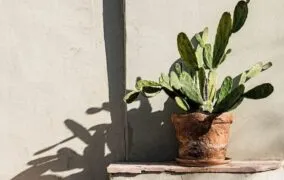 راهنمای خرید کاکتوس