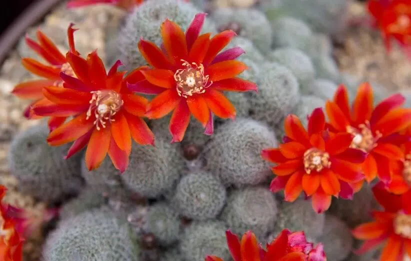 گل زیبای کاکتوس