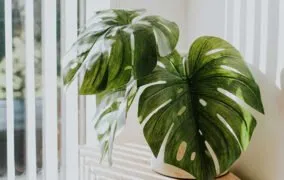 برگ انجیری یا مونسترا