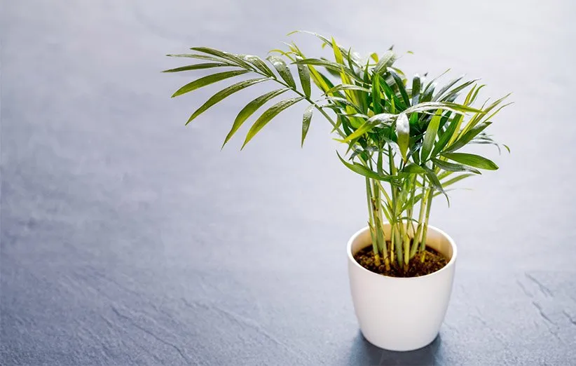 نخل شامادورا