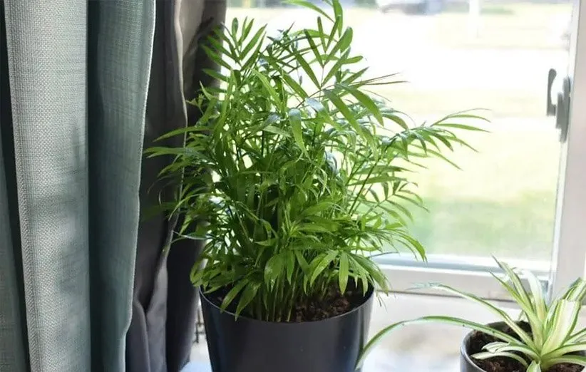 نخل شامادورا