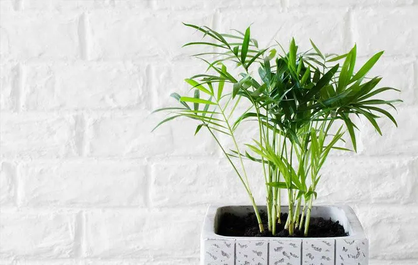 نخل شامادورا