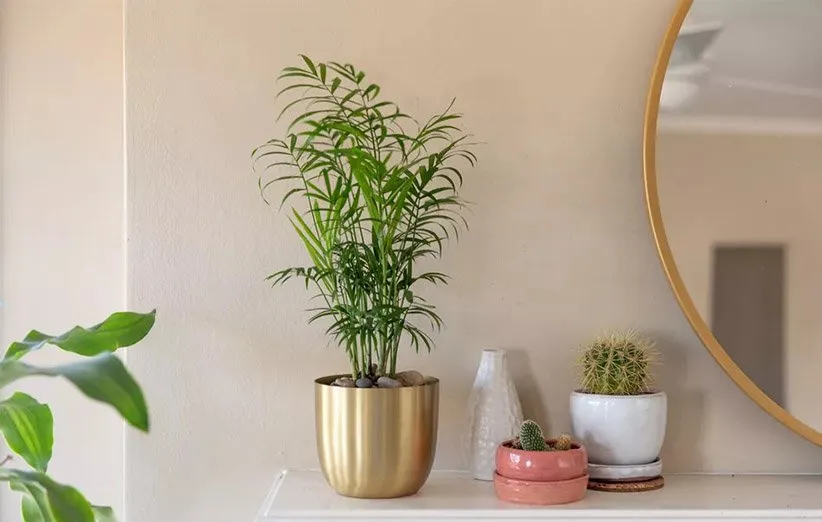 نخل شامادورا