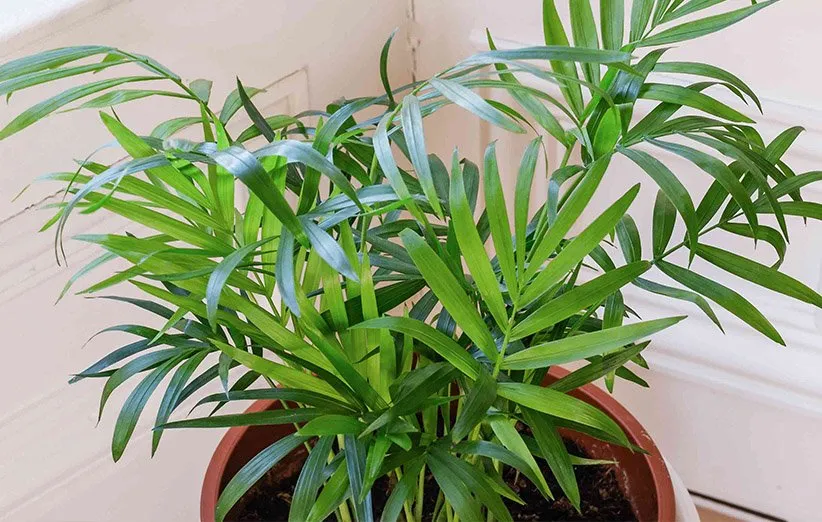 نخل شامادورا