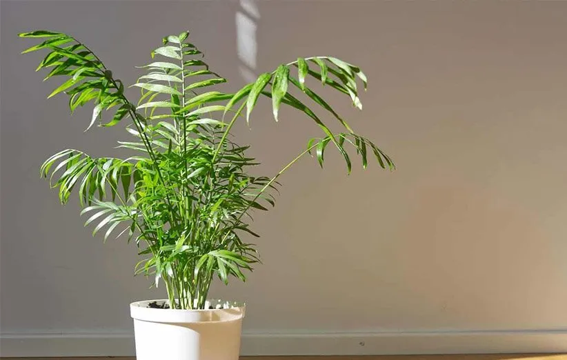 نخل شامادورا