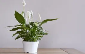 گل چمچه‌ای