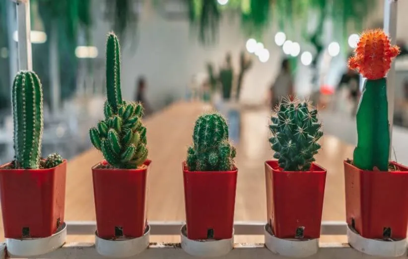 نکات نگهداری از کاکتوس