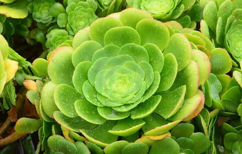 آئونیوم قناری