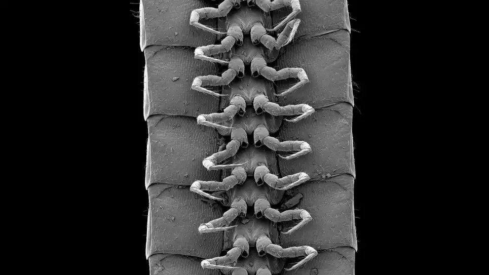 زیر بدن هزارپای تازه کشف شده با نام امیلیپس پرسفون