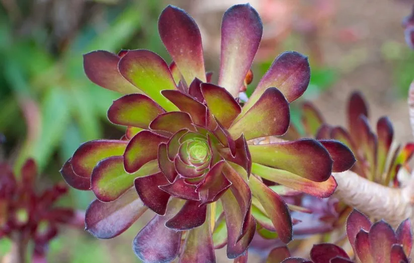 ماردی گراس «Mardi Gras» در دسته‌ی آئونیوم‌ها