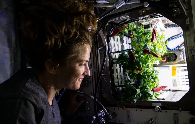آزمایش کاشت فلفل در ایستگاه فضایی