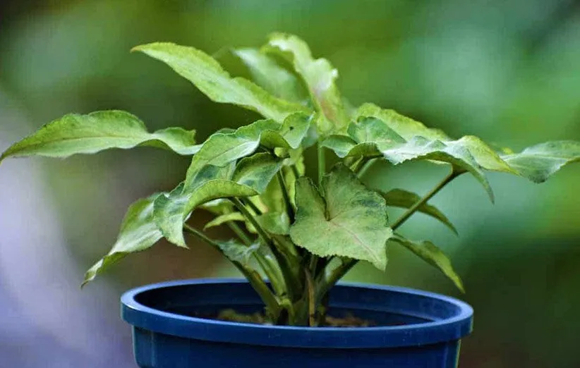 گیاه سینگونیوم