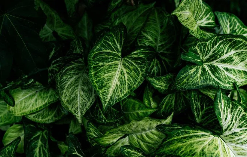 گیاه سینگونیوم