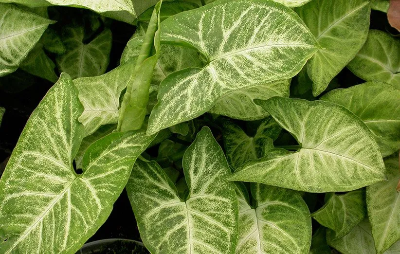 گیاه سینگونیوم