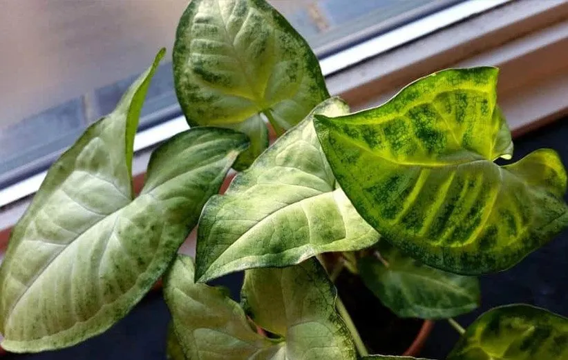 گیاه سینگونیوم