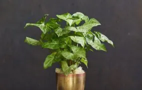 گیاه سینگونیوم