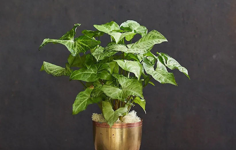 گیاه سینگونیوم