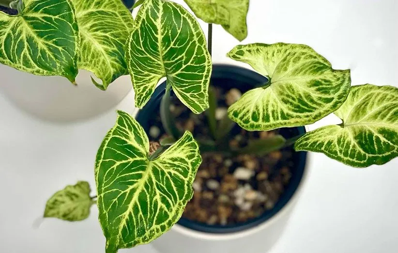 گیاه سینگونیوم