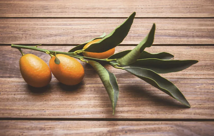 کامکوات می‌تواند با چاقی مبارزه کند