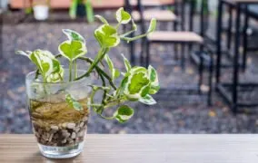 کاشت گیاهان در آب