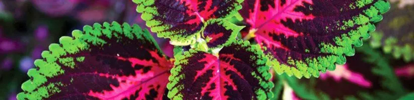 راهنمای کامل نگهداری و تکثیر گیاه حسن یوسف در خانه