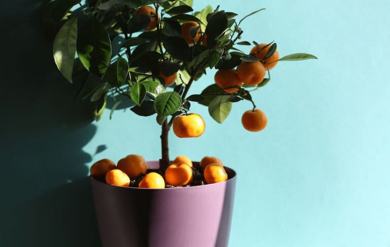 بهترین روش کاشت دانه نارنج در گلدان؛ عید نوروز امسال با سبزه هفت‌سین متفاوت