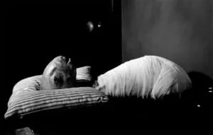 50 فیلم سورئال برتر تاریخ سینما که باید ببینید