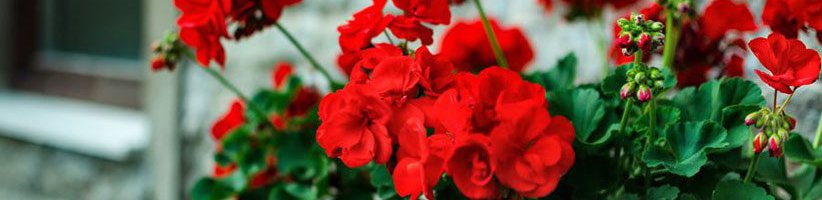 راهنمای کامل پرورش و نگهداری گیاه شمعدانی در گلدان