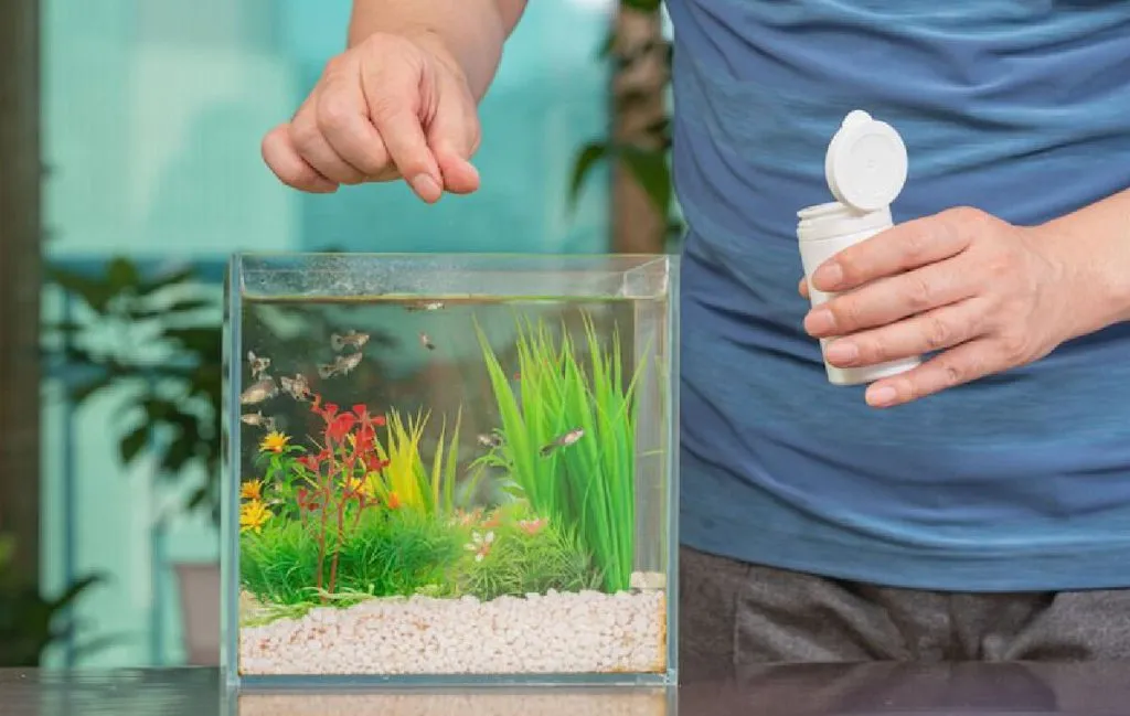 ارزان‌ترین غذای ماهی