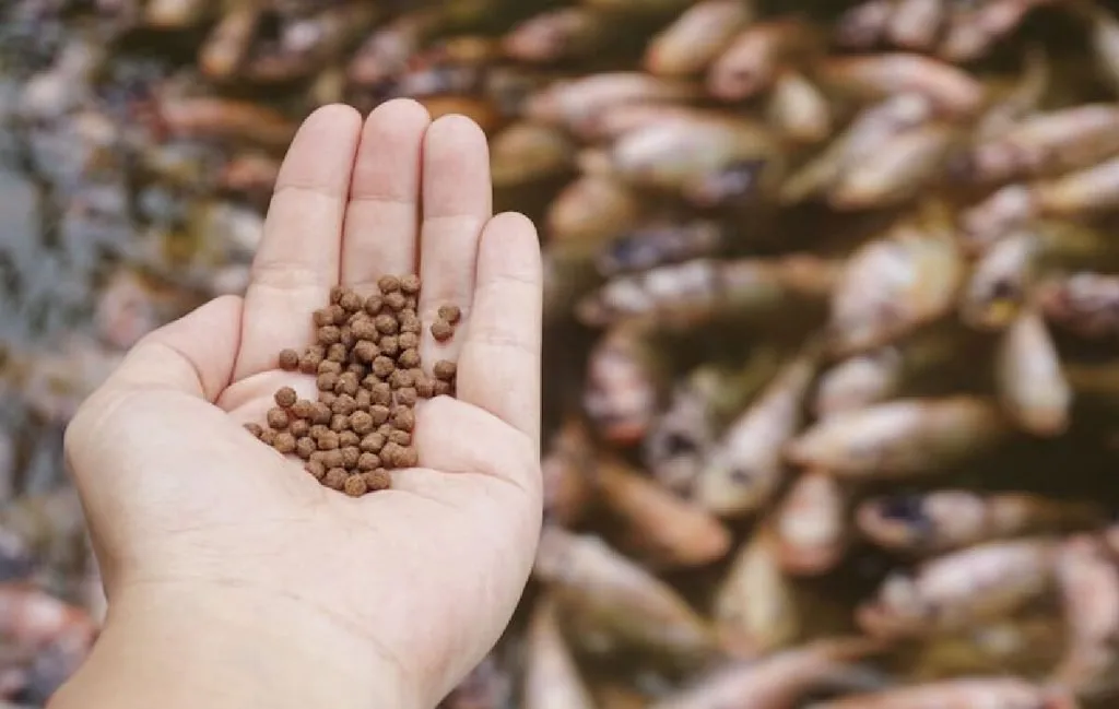 بهترین غذای ماهی تنگ