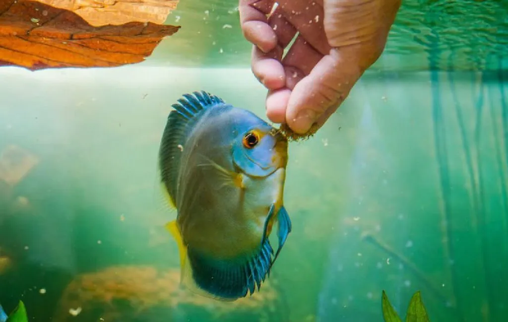 غذای مقوی برای ماهی آکواریوم