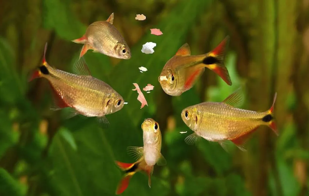 غذای مناسب ماهی تنگ و آکواریوم