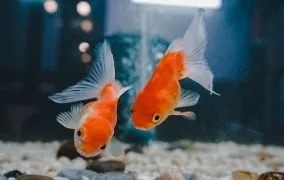 8 غذای مناسب برای ماهی قرمز و ماهی‌های آکواریومی