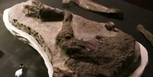 پای دایناسور کشف شده در داکوتای شمالی