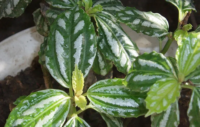 پیلهآ یا گیاه آلومینیومی