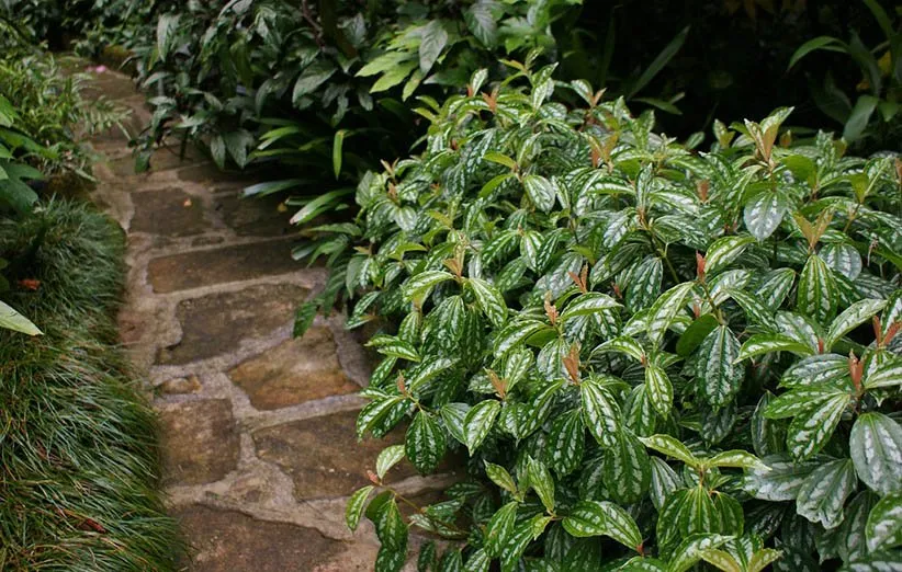 پیلهآ یا گیاه آلومینیومی