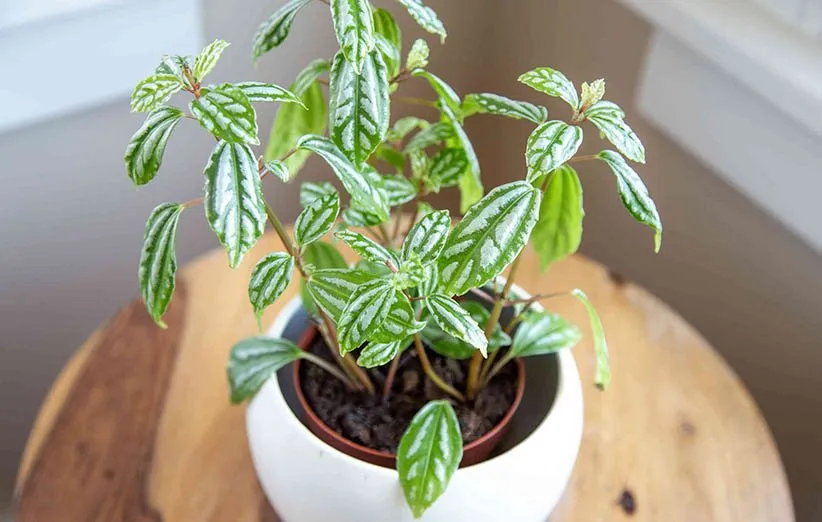 پیله‌آ یا گیاه آلومینیومی