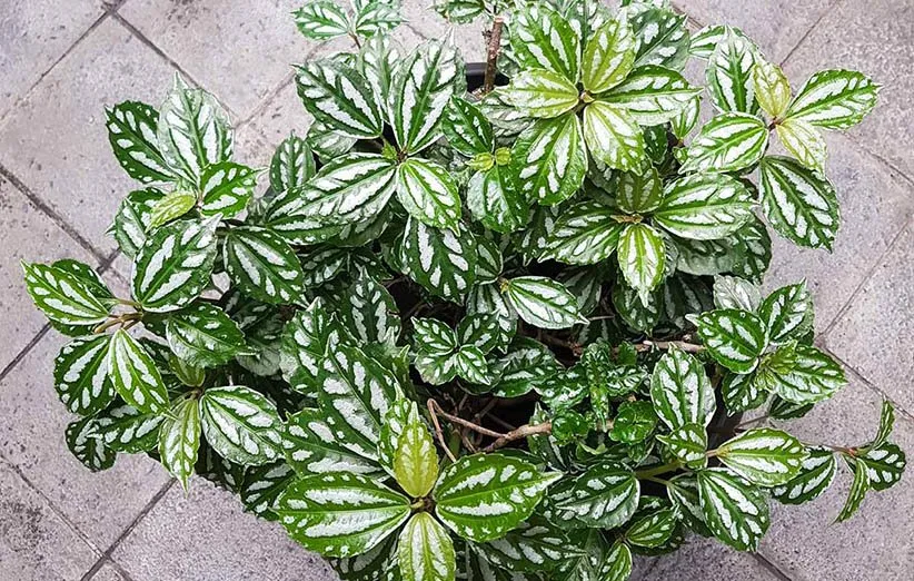 پیلهآ یا گیاه آلومینیومی