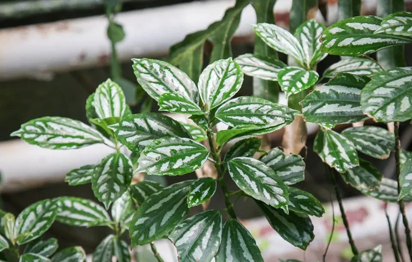 پیلهآ یا گیاه آلومینیومی