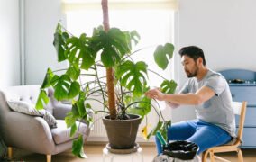 مراقبت‌های بهاری از گیاهان آپارتمانی