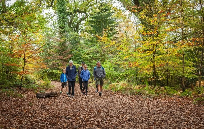 حمام جنگل چه فوایدی دارد؟