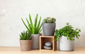 اشتباهات رایج در نگهداری گیاهان آپارتمانی