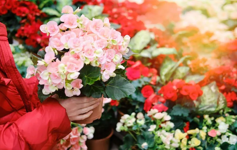 مراقبت از بگونیا