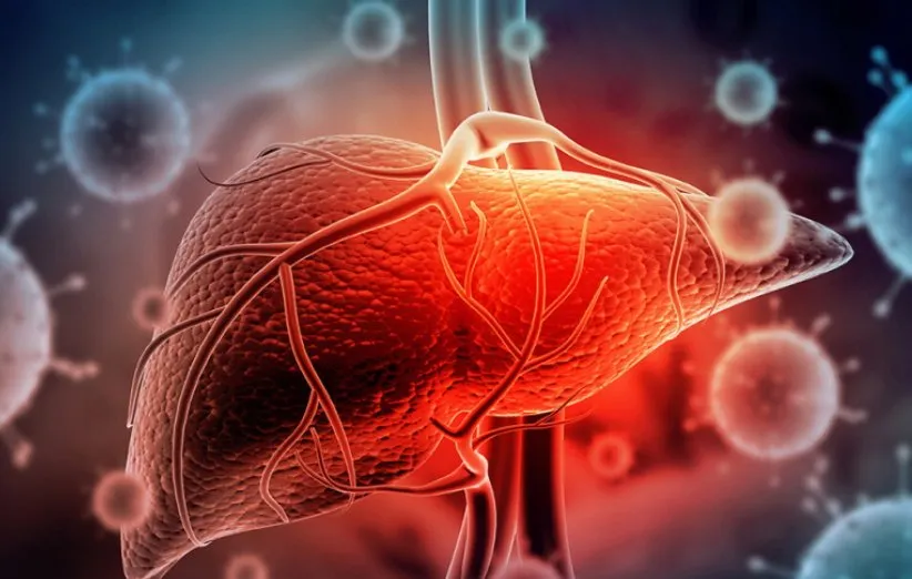 سلول‌های کبد قابل تجدید هستند